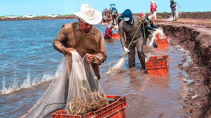 México levanta veda para la pesca de camarón en el Pacífico