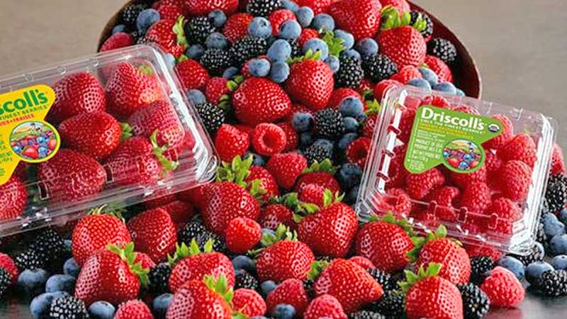 Driscoll’s México: Proyecta exportar más de 200 millones de Kg de berries en nueva temporada y fortalecer su presencia en Asia