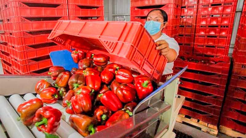 Crecen en más de 5% las exportaciones agroalimentarias de América Latina y El Caribe