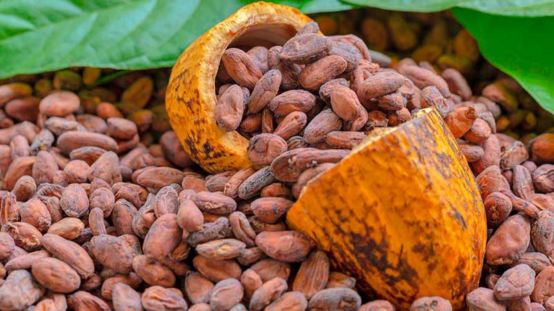 Nestlé y el chocolate en México: así promueven su producción sustentable