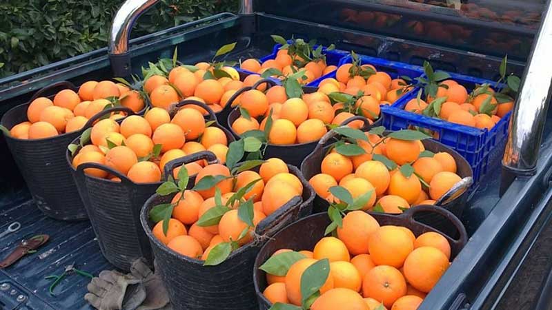 Economía y agricultura: Crece exportación de naranja de Sonora