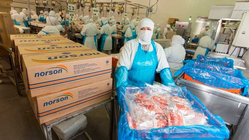 Norson, primera firma porcícola mexicana en enviar cerdo a África