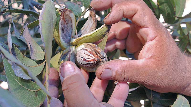 Sigue en aumento cultivo de nuez en Sonora; anima exportación