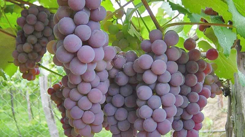 Consideran viticultores que producción de uva de mesa registró buenos números este año