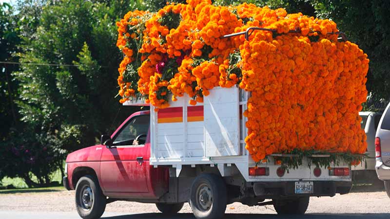 Así se transporta la Flor de cempasúchil para el tradicional día de muertos