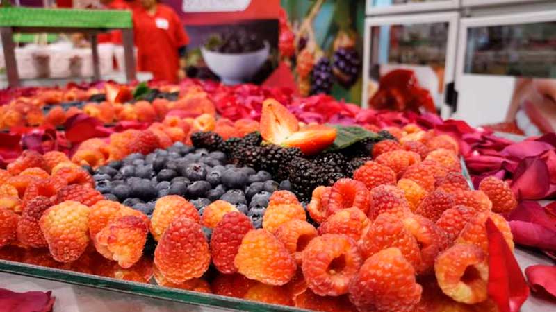 Exportación de berries genera derrama de mil 900 MDD a Guanajuato