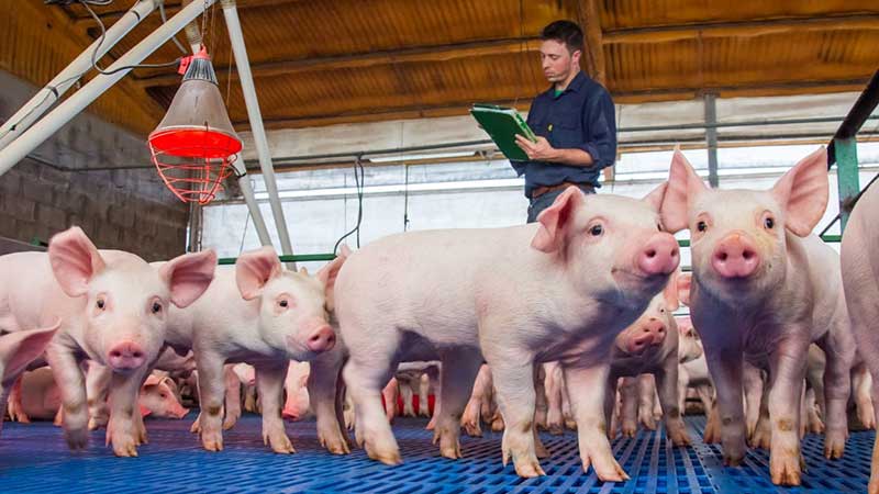 Exportación de carne porcina aumenta 12%