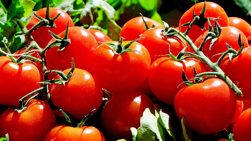 Por trabajo forzoso, cierran la puerta a exportaciones de tomate a fincas mexicanas