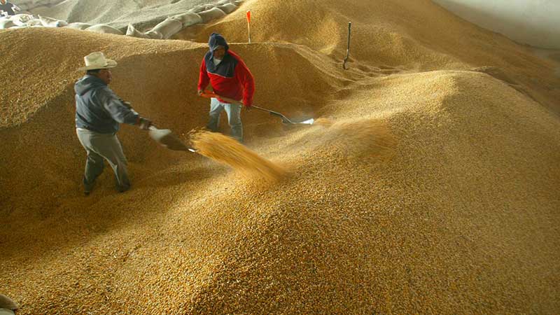 Crece 300% importación de maíz en México