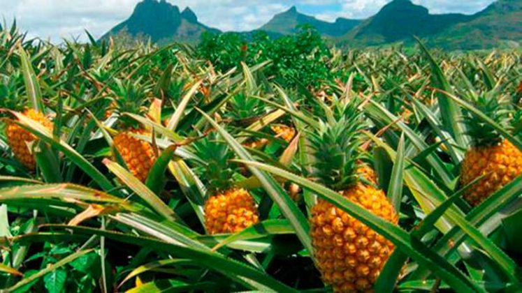 México, séptimo exportador mundial de piña