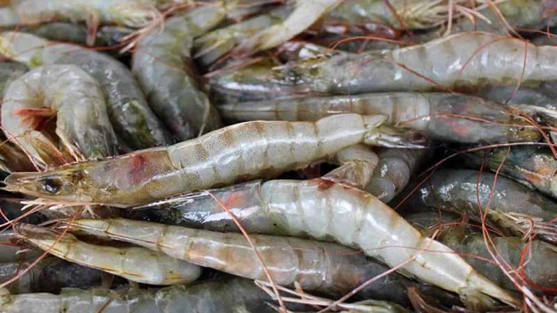 Terminará temporada de camarón con 40 % menos en exportación