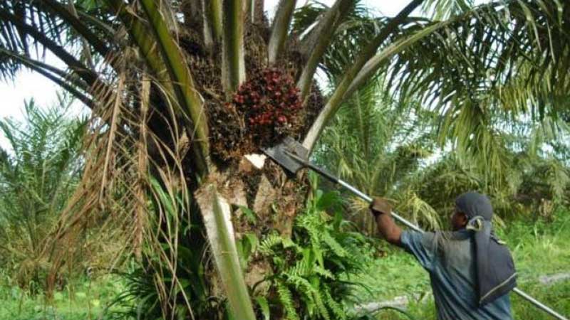 Exportaciones de aceite de palma sumaron US$551 millones