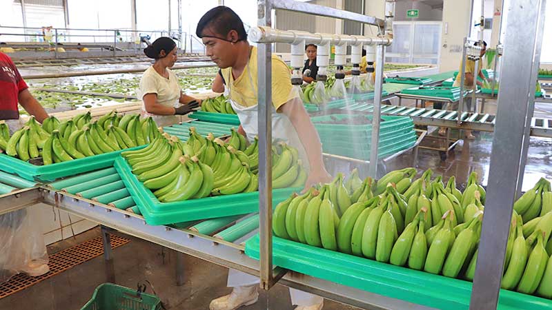 Piden productores excluir el plátano en tratado comercial con Ecuador
