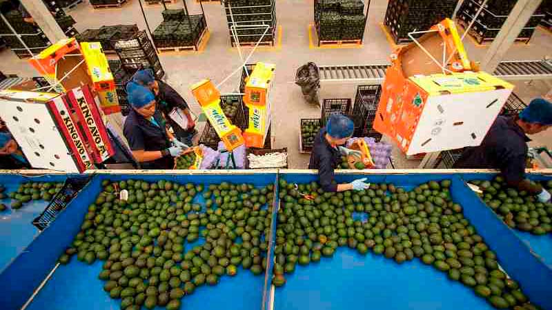 Crecen 15 por ciento exportaciones agropecuarias y pesqueras de México en enero