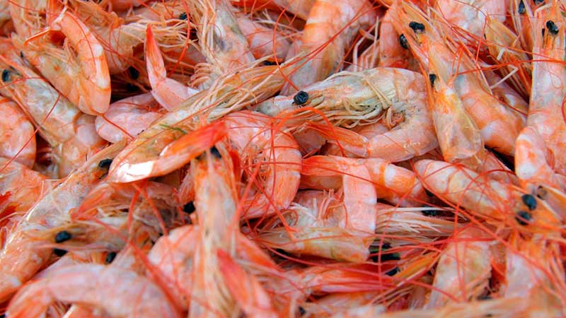 México mantiene certificación de EU para exportar camarón
