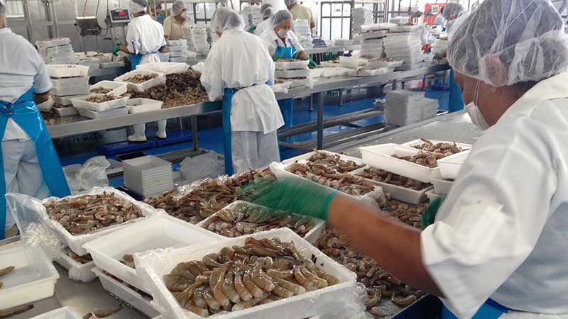 El camarón de Mazatlán es “la joya de la corona” en productos de exportación