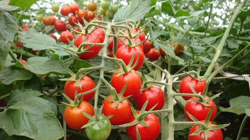 Sinaloa apuesta por la exportación de un tomate de cultivo especial