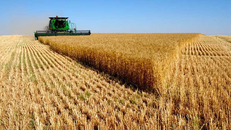 El trigo y otros cereales siguen aumentando, junto con la preocupación por el suministro mundial de alimentos