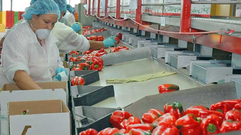 Caída de 40% en la balanza agroalimentaria en 2021: Sader