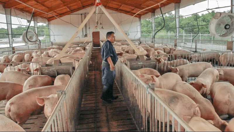 El consumo de carne de cerdo en México aumentó 19% en febrero: Sader