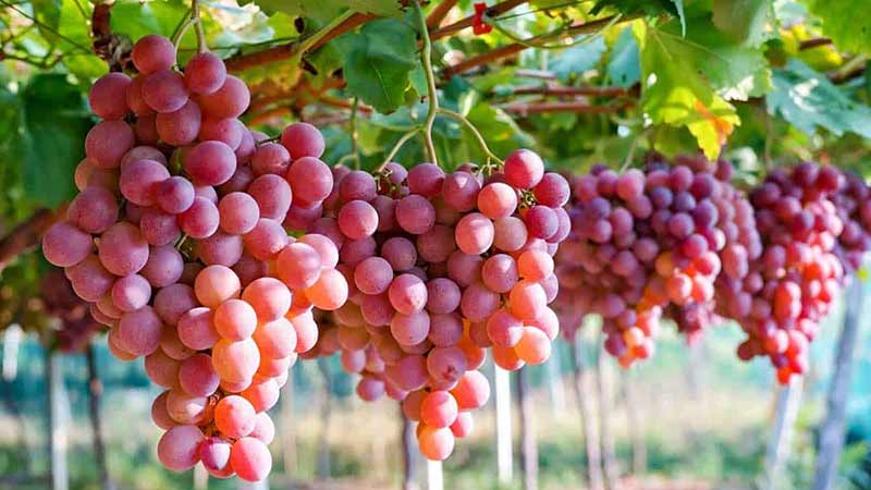 Crisis logística causa que temporada de uva de mesa fuera una de las más difíciles para la industria