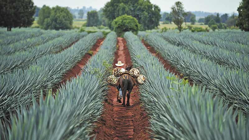 Indicadores del tequila crecen más de 500% desde la creación del CRT