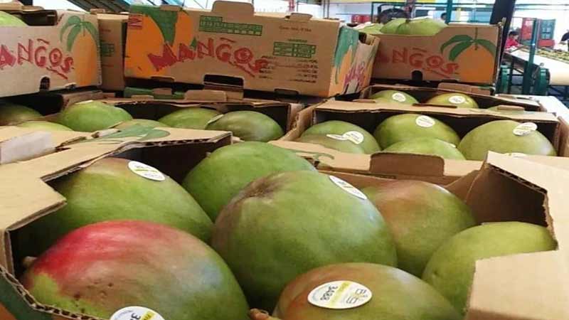 Trabaja Agricultura en ampliar exportación de frutas seguras del sur sureste de México