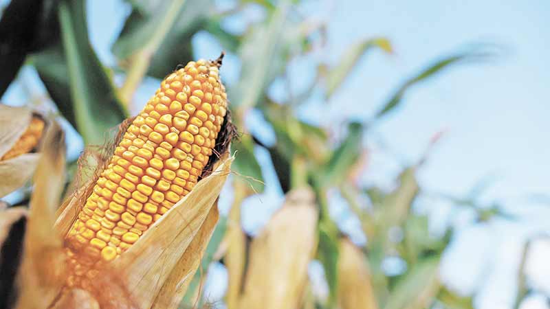 Sader confirma que Canadá se sumó como observador a consultas de EU sobre maíz transgénico