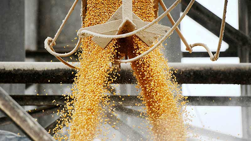 4 claves de la disputa por el maíz transgénico entre México y Estados Unidos