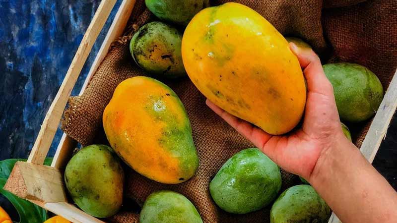 Exportadores de mango mexicano esperan mayor volumen este año