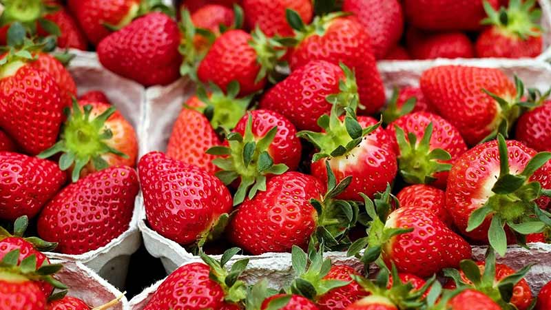 Exportaciones de aguacate y fresas generan saldo positivo de la balanza agroalimentaria