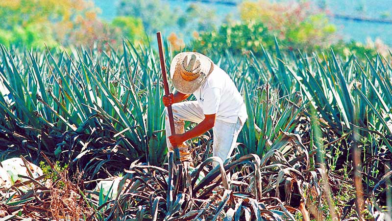 Productos hechos en México son motor de desarrollo: Consejo Regulador de Tequila