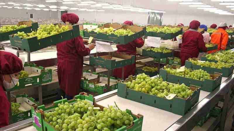 Exportaciones agroalimentarias reportan aumento de casi 4%