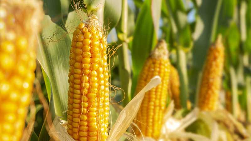 EU activa vía de solución de controversias por maíz