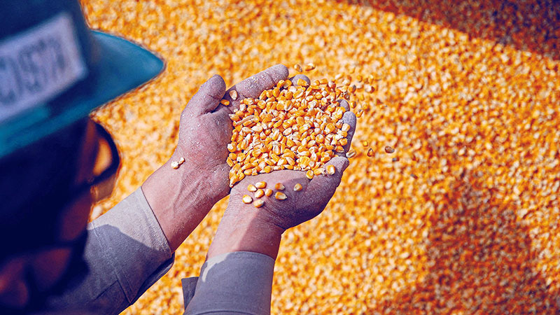 México recibe notificación de USTR para establecer panel del T-MEC sobre maíz transgénico
