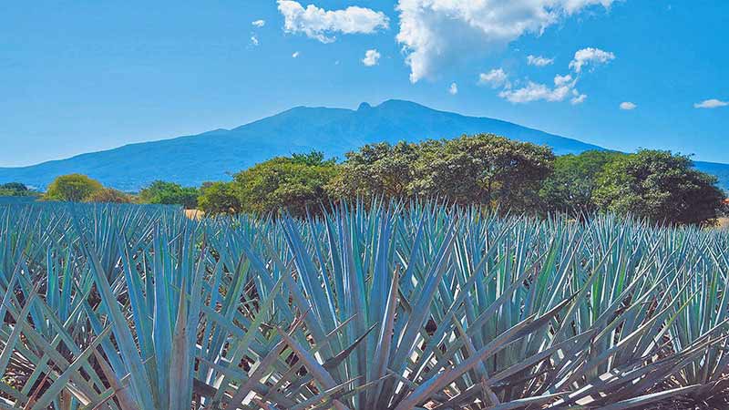Tequila fortalece lazos comerciales entre México y Chile: Michelle Bachelet