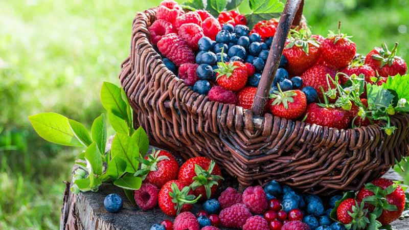 Agronometrics en Gráficos: Importaciones de berries y producción de fresas orgánicas con crecimiento sostenido en EE.UU.