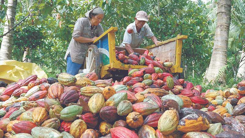 Producción de cacao incrementaría hasta en 38,000 toneladas para 2024 en México