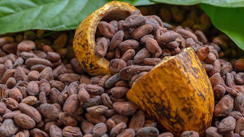 Chocolate de México para el mundo: exportaciones crecieron 14% en 2022