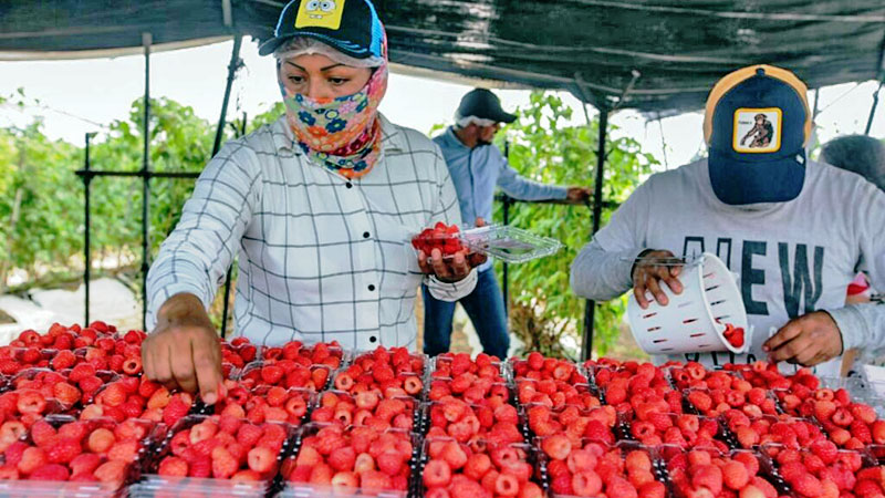 Berries mexicanas crecerían entre un 12 y un 15% el 2024-2025