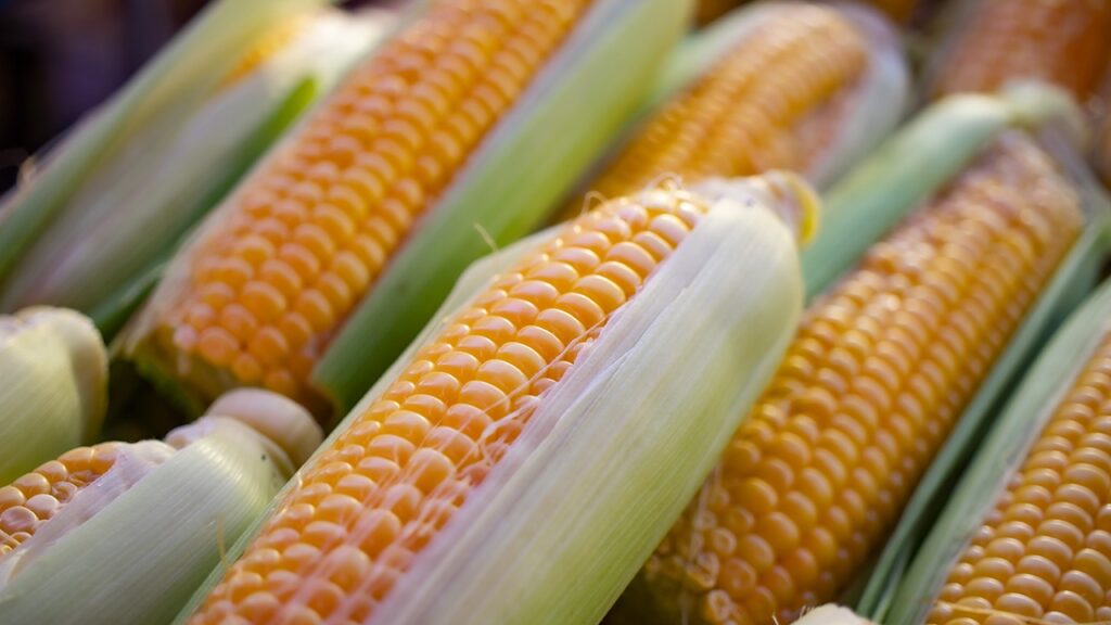 México registra nuevo récord en importaciones de maíz durante 2023