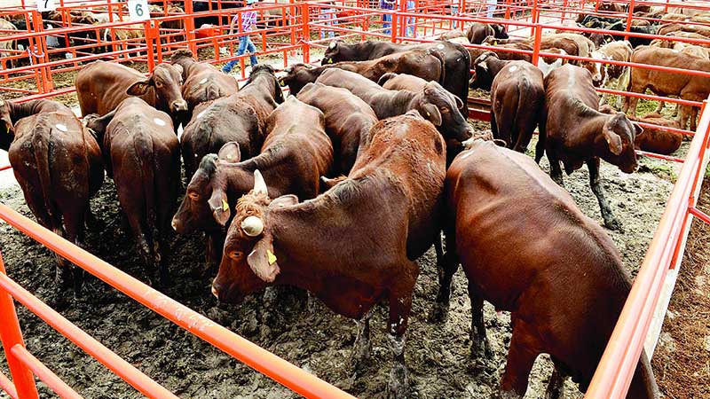 Se triplica exportación de cabezas de ganado